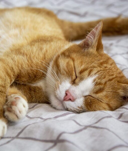 tabby-cat-6788375